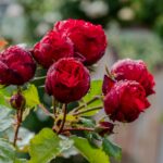 Wann Rosen schneiden? Der ultimative Gartenratgeber für den perfekten Schnittzeitpunkt und üppige Blüten
