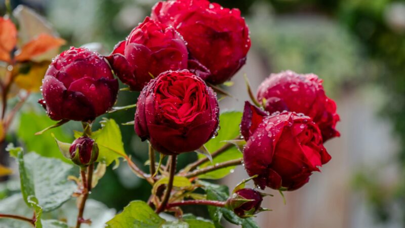 Wann Rosen schneiden? Der ultimative Gartenratgeber für den perfekten Schnittzeitpunkt und üppige Blüten