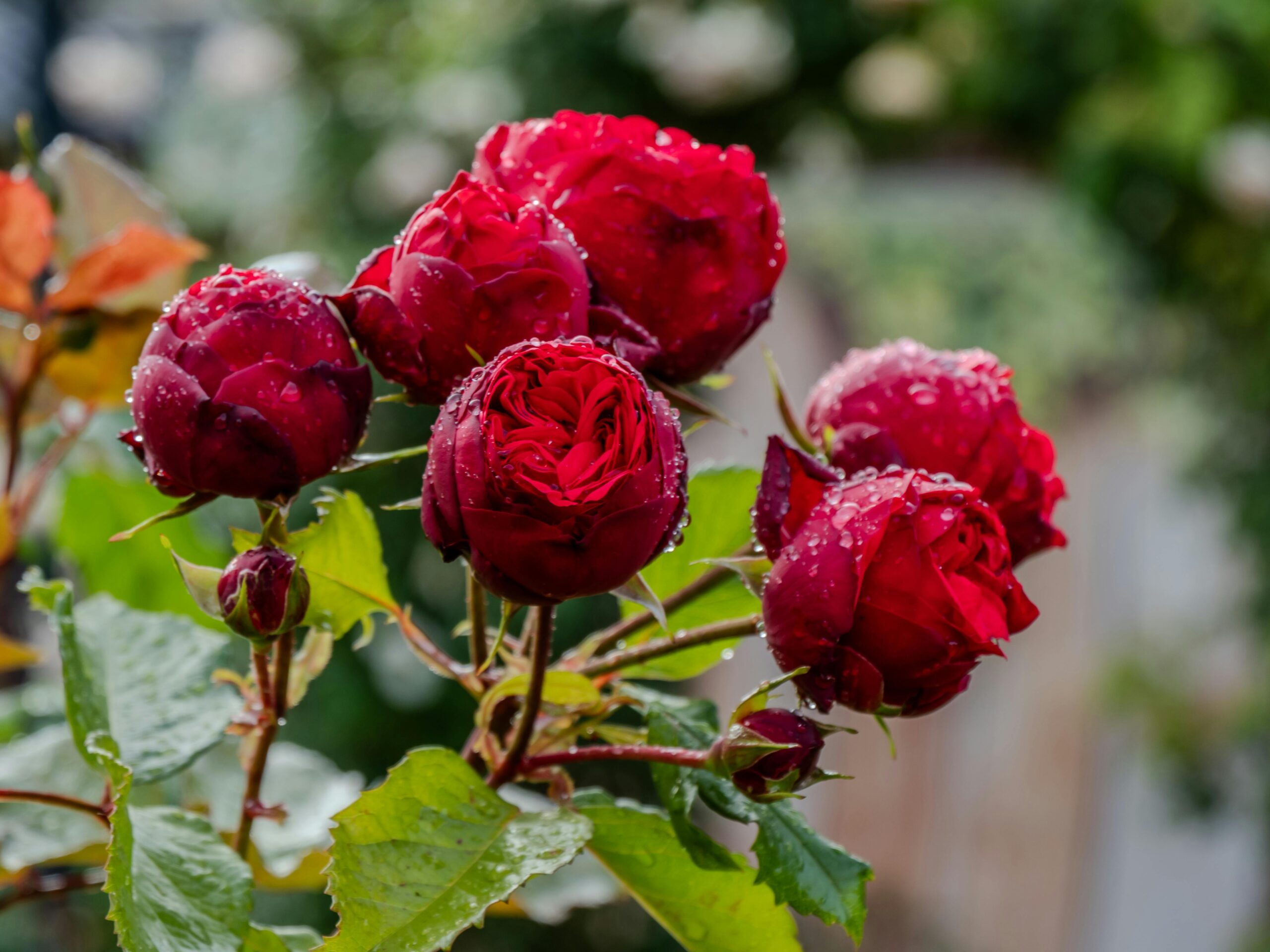 wann rosen schneiden