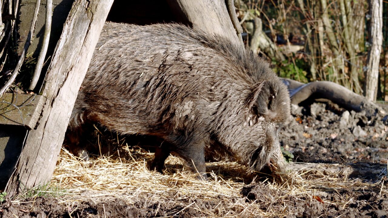 Wildgehege Rabensleite: Ein tierisches Naturerlebnis in Zeulenroda-Triebes