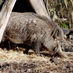 Wildgehege Rabensleite: Ein tierisches Naturerlebnis in Zeulenroda-Triebes