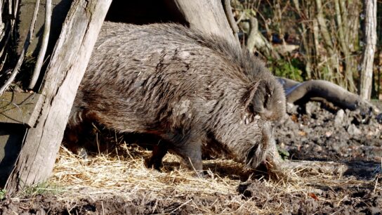 wildgehege rabensleite